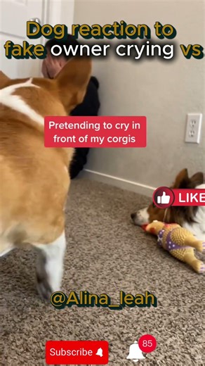 Dog reaction to fake owner crying vs this one #shorts