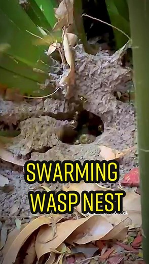 Disturbing a Wasp Nest: What Happens Next?