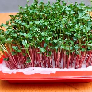 197K views · 3.2K reactions | Two different tricks to grow sprouts | Great DIY Idea | Facebook