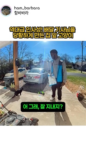 역대급 인사성! 배달 기사님을 당황하게 만든 집 앞 고양이