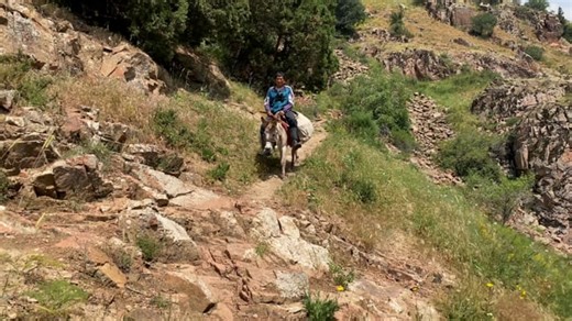 Donkey, Mountains, Nature. Free Stock Video