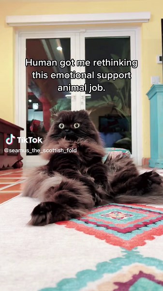 Funny Scottish Fold Cat TikTok Compilation