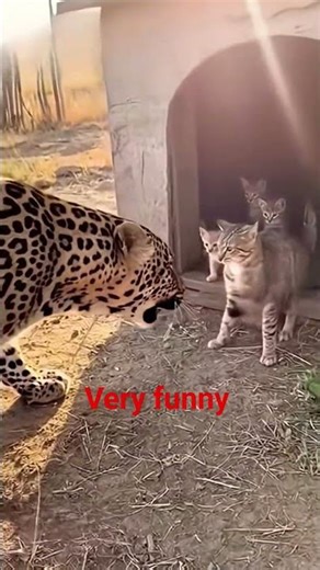 Tiger fighting with a cat #viral #leopard ‪@Balaramdas5456‬