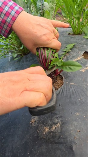 Leaving chicory as is is a loss #Less bitterness #Cutting chicory is a benefit Weekend farm