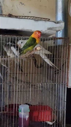 african lovebirds #africanlovebirds #parrot #parrots