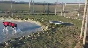 Betty und Chalisto schicken Geburtstagsgrüße an Leonie 😊🎉💐 | Tierheim Koblenz