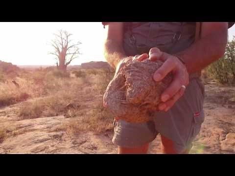 #SafariTrivia - the different uses for dry elephant dung