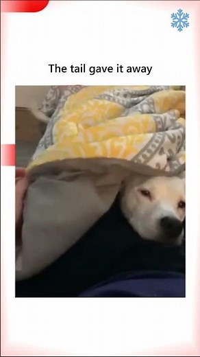 The tail gives it away