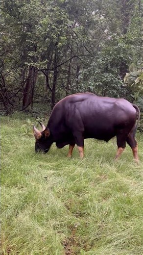 INDIAN WILD GAUR