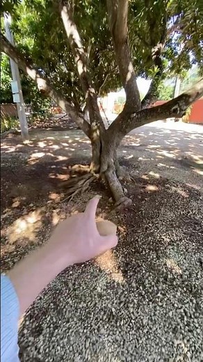 Mira como crecen las raíces del árbol de mamey #plantas #mamey #zapotemamey #raiz #raíces
