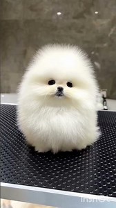 The Fluffiest White Pomeranian Ever! 🤍☁️You Won't Believe It's Real 🐶😍#FluffyDog#Puppy #CuteDogs#