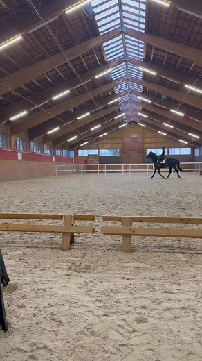 This is the reality of equitation with a 4 years old dressage competitions perspective: son of Jovian. Show me only one place on earth where a dressage competition perspective would be trained in Reality?! This is the bitter truth in riding nowadays | Manuel Jorge de Oliveira