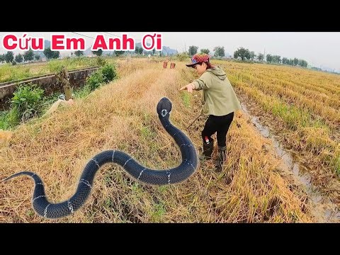 Farmer Discovers An Albino Cobra Hunting In The Field | Giant King Cobra