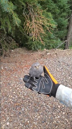 Flammulated Owl walking on ground #owl #wildlife #nature