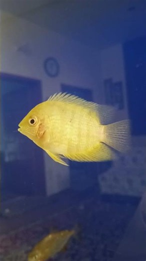 Beautiful Severum Fish | Stunning Colors & Graceful Swimming 🐟✨
