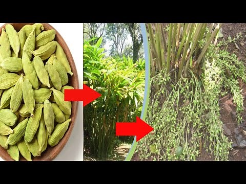 How to grow Cardamom at home | elaichi ka paudha kaise ugaye | এলাচ চারা তৈরির পদ্ধতি