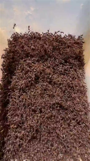 Cricket Hunting #Insects #InsectLife #Nature #Biodiversity #Entomology #Wildlife #Cricket | Natural Insects