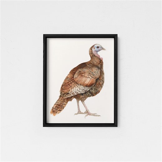 Wild Turkey Watercolor Print Framed Poster or Canvas Turkey White Background Gamebird Wall Art Hunting Decor - Etsy