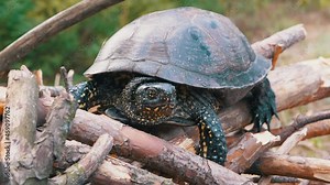 European Pond Turtle Sits on Log in Deciduous Forest. Large river turtle pokes neck out of shell. Reptile with powerful paws, claws, spotted head. Animal in wild habitat. Summertime. 4K. Slow motion.