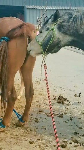 Animals Reels on Reels