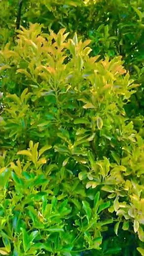 Ligustrum ovalifolium