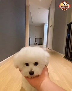 Give me your face to see the miracle 💗 💗 💗 | Cute Pets