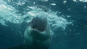 214K views · 1.6K reactions | Toothless wonders. These sharks are the gentle giants of the ocean! (via Shark Week) | Animal Planet | Facebook