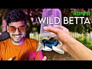 *RAREST Fish In My Aquarium 😍 Finally Bought My Dream Wild Betta