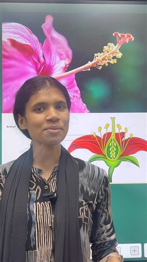 Androecium Kya Hai ? | Flower ka Male Reproductive Organs | NEET Biology