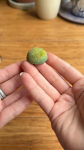 Did this crystal grow after 7 days? Well now we’re growing 2 more! If you want to try this at home, the crystal growing kit is in my amazon shop! Link in bio💚 Just make sure the powder is FULLY dissolved first🤦‍♀️. It’s all trial and error, amiright?!😂 And if you’re wondering how crystals even grow… the crystalline molecules released from the supersaturated solution will begin to attach to the crystal seed, which will gradually grow and form the beautiful greeny/bluey crystal. | Jessie JJ