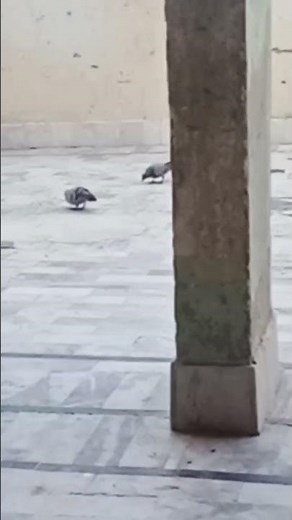 Why Pigeons Are More Impressive Than You Think