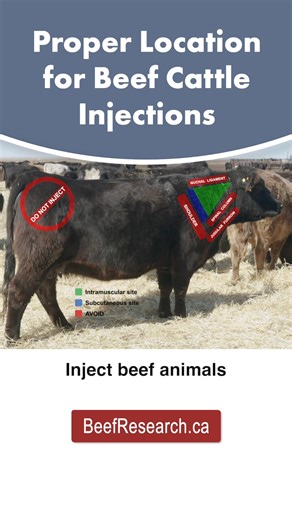 Watch full 4-minute injection best practices video: https://youtu.be/HDykDTc3om0?feature=shared | Beef Cattle Research Council