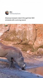 Arkansas is just trying to win a couple of games 😭(Via: X/MrGoodlyCooks) | DraftKings