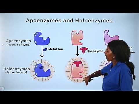 3.6 Types of enzymes: Biology Grade 11