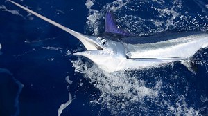 White Marlin
