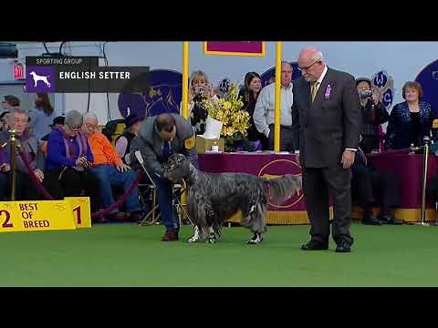 Setters (English) | Breed Judging 2019
