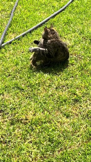 Meerkat Logic vs. Cat Logic: A Fun Comparison