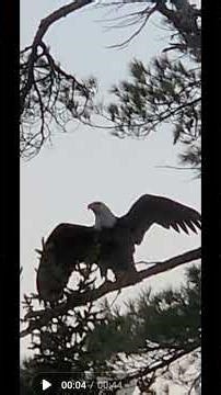 Spring has sprung song