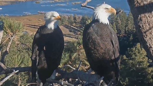 11.28 姐豆工作日摸鱼~周五下班前匆忙带棍