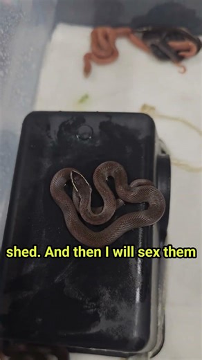 A Closer Look at a House Snake Clutch | Breeding & Egg Development