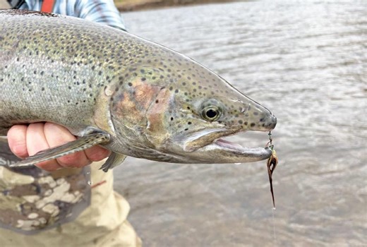 Why and How to Fish Intruder Flies | MidCurrent