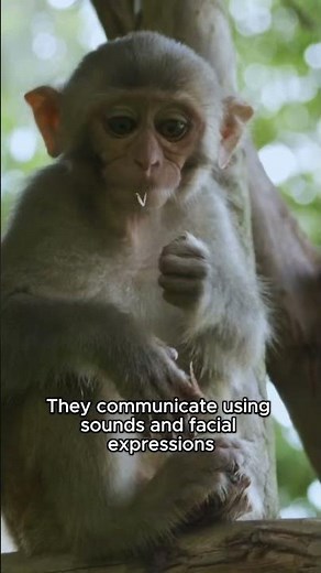 Monkeys Use Tools Like Humans 🐒