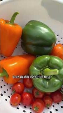 Walking stick bug dang near gave me a heart attack