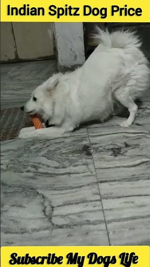 Indian Spitz Dog Price #shorts #indianspitzpuppyprice #dog