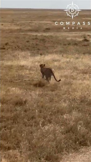 Cheetah Catches Dodging Gazelle