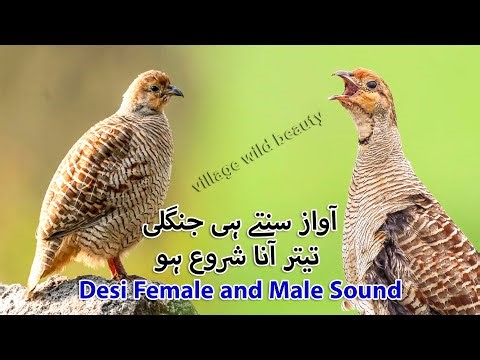 Jungle me Lagany wali Awaz | Desi Female and Male Partridge Hunting Sound | Jungle Female Sound