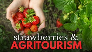 10K views · 32 reactions | Agritourism helps farmers generate revenue from recreational and educational activities, like "pick-your-own fruit and vegetables" programs. Luckily for us, we have many of these right around the corner. TWILA's Keely Ana Strickland takes us to Albany to see how the season is going at one of Louisiana's most popular strawberry patches. | This Week In Louisiana Agriculture | Facebook