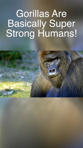 Just How Strong Is a Silverback Gorilla?