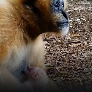 6.6K views · 321 reactions | Happy World Wildlife Day!   With your support, here's how we are helping to secure a future for wildlife in Australia and around the world! | Perth Zoo | Facebook