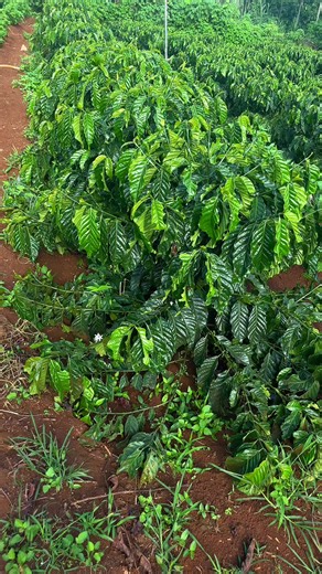 Cách làm cà phê xanh tại nhà | Ý tưởng trang trí vườn và pha chế